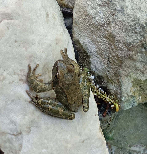 Greek frog