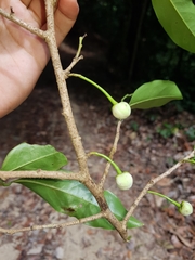 Klarobelia stipitata