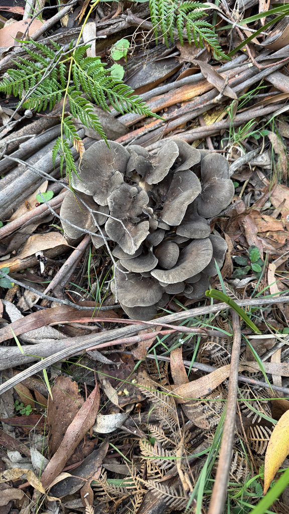 Grifola colensoi · April 2026 · photo: © thekrugle (iNaturalist, cc-by)