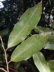 Klarobelia stipitata