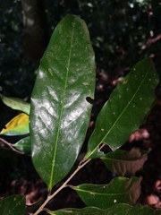 Klarobelia stipitata