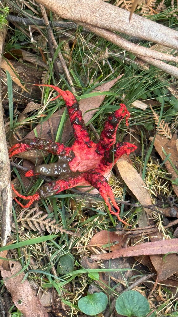 Clathrus archeri · April 2026 · photo: © thekrugle (iNaturalist, cc-by)