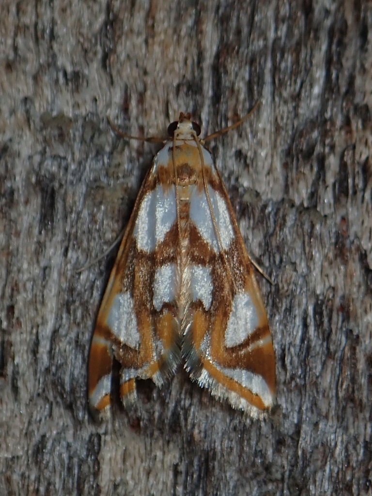 Argyractoides lucianalis
