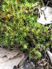 Polytrichastrum ohioense