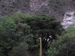 Pinus remota