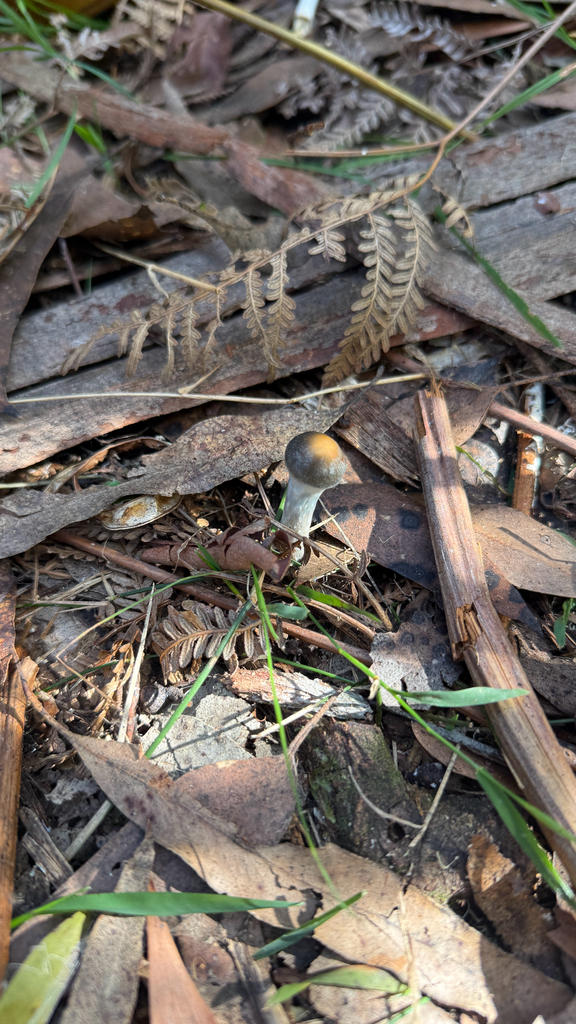 Psilocybe subaeruginosa · April 2026 · photo: © thekrugle (iNaturalist, cc-by)