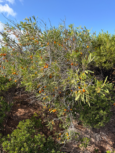 Native apricot