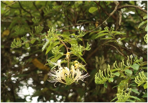 Lonicera hypoglauca iNat (1)