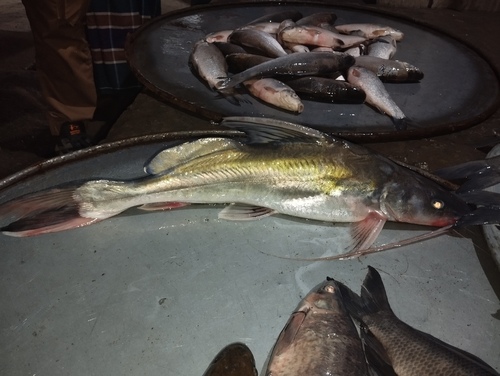 Long-whiskered catfish (Sperata aor) — Bagridae — 5
