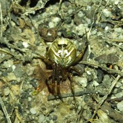 Parasteatoda simulans