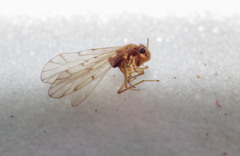 Ectopsocidae