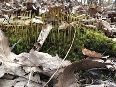 Polytrichastrum ohioense