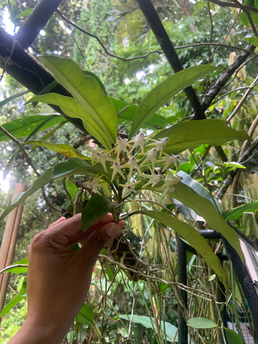 Hoya multiflora (Hoya multiflora)