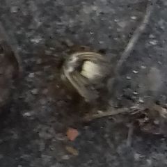 Parasteatoda simulans