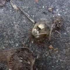 Parasteatoda simulans