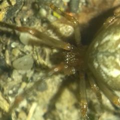 Parasteatoda simulans