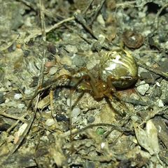 Parasteatoda simulans