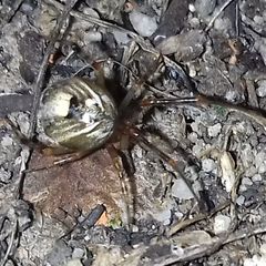 Parasteatoda simulans