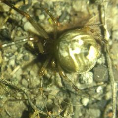 Parasteatoda simulans