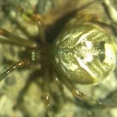 Parasteatoda simulans