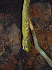 Dendroaspis viridis