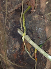 Dendroaspis viridis