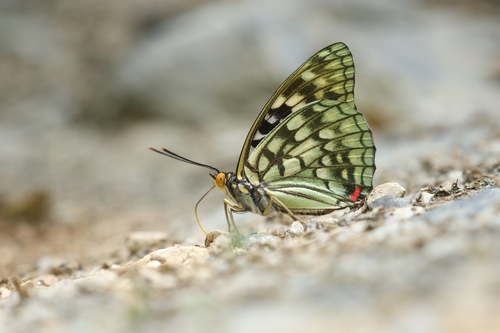 Great Purple Emperor