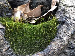 Anacamptodon splachnoides