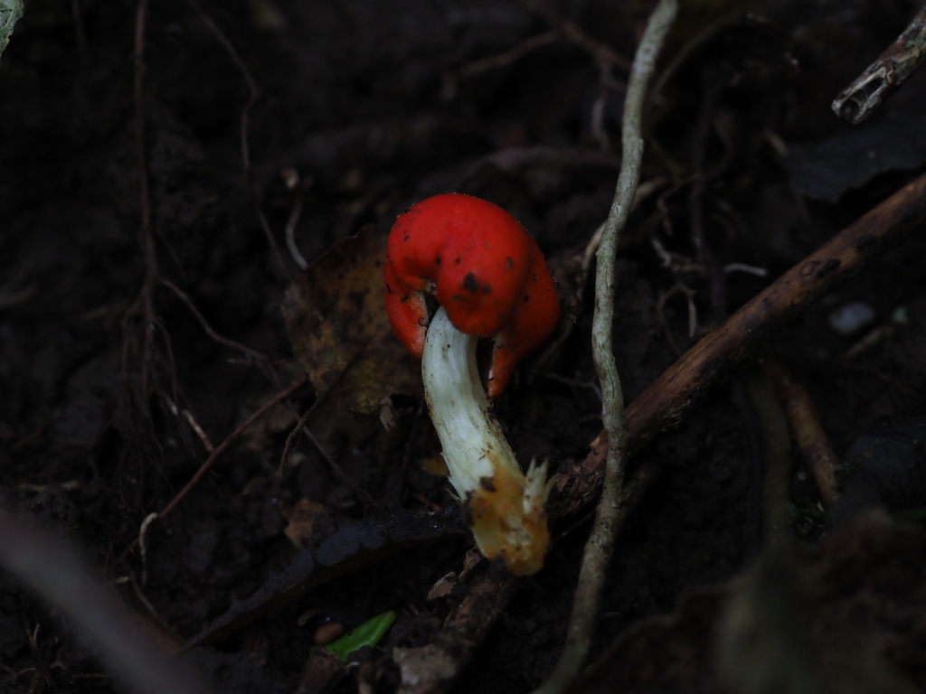 Leratiomyces erythrocephalus · March 2026 · photo: © georgecox (iNaturalist, cc0)