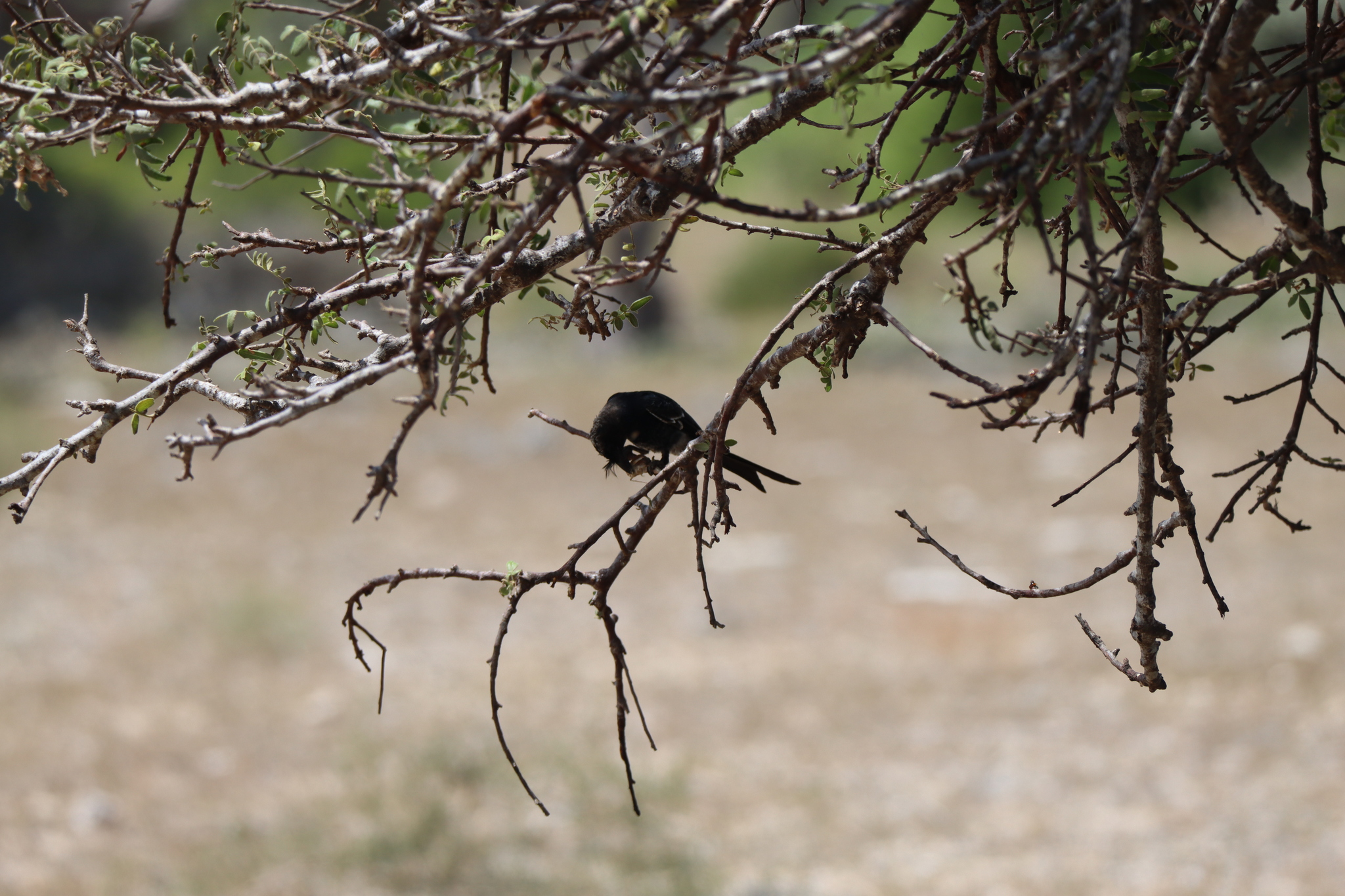 Crested Drongo (Dicrurus forficatus), photo 10