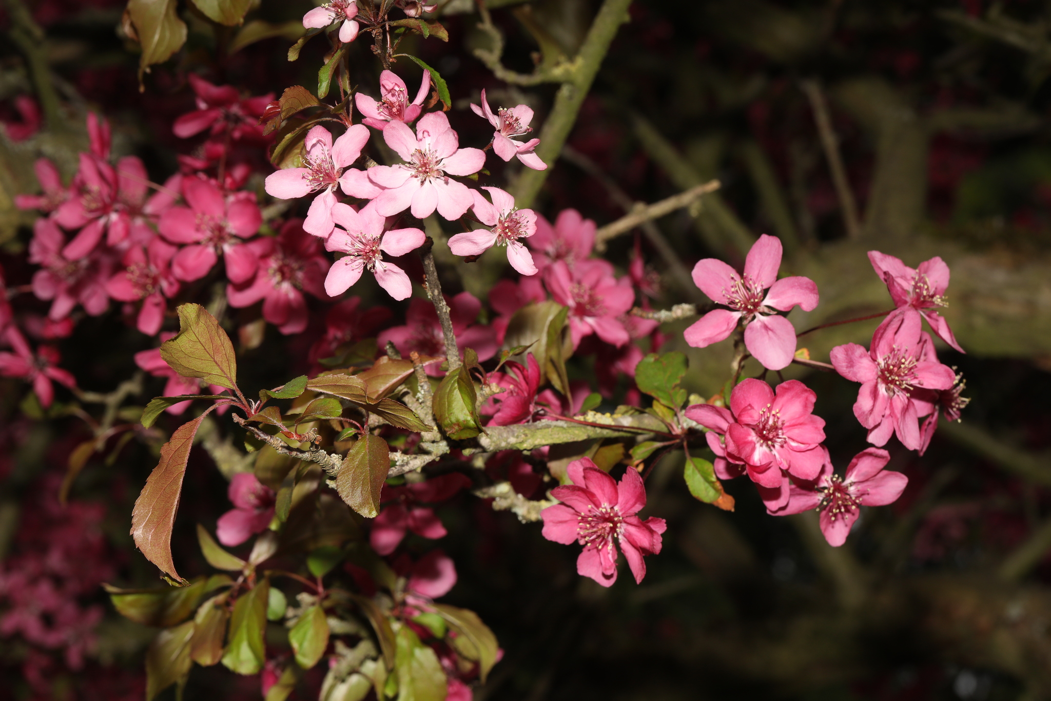 Purple crabapple