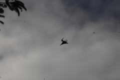 Gasteracantha sanguinolenta