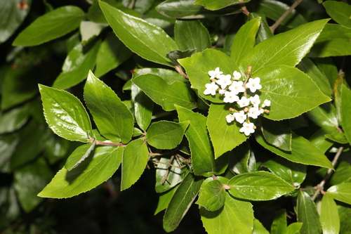 Viburnum carlesii observed 2026-04-26