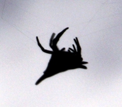 Gasteracantha sanguinolenta