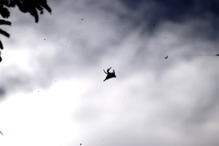 Gasteracantha sanguinolenta