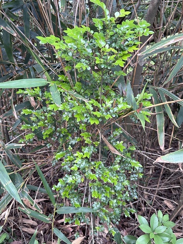 Diospyros vaccinioides observed 2026-04-27