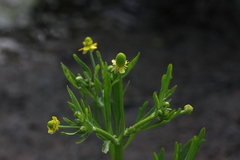 Ranunculus sceleratus