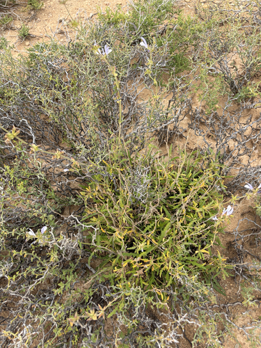 Wild Sage (Salvia disermas)