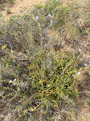 Wild Sage (Salvia disermas)