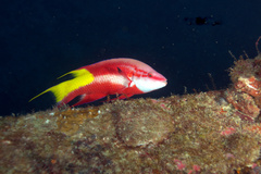 Bodianus pulchellus