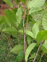 Paratachardina pseudolobata