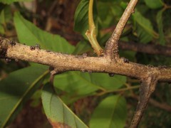 Paratachardina pseudolobata