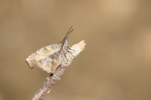 Common Beak