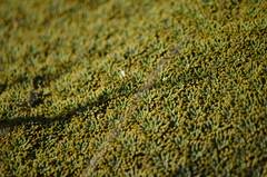 Bolax gummifera