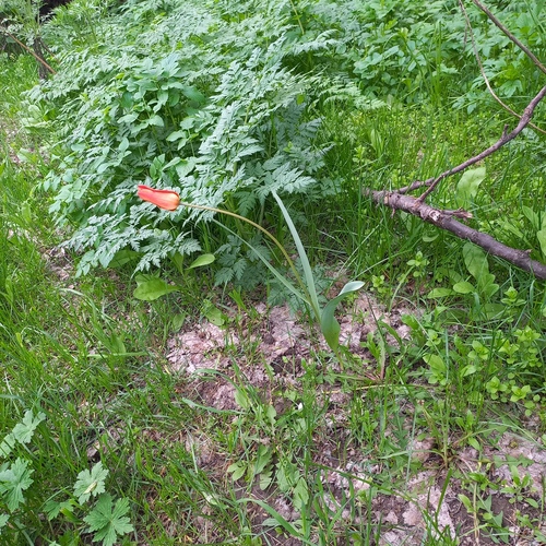 Tulipa ostrowskiana, photograph 3