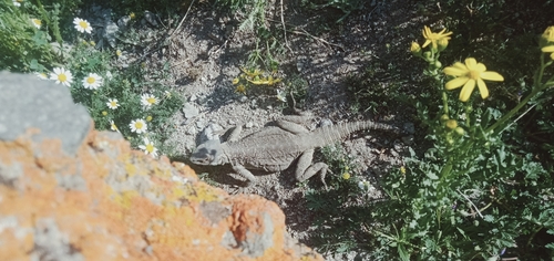 Caucasian Agama