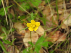 Ranunculus occidentalis