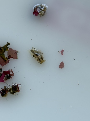 Antiopella cristata
