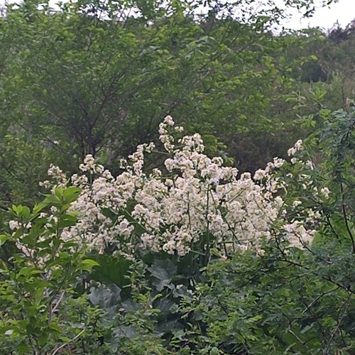 Crambe cordifolia