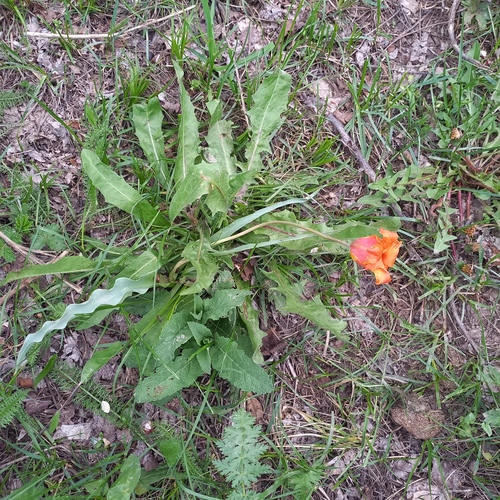 Tulipa ostrowskiana, photograph 1